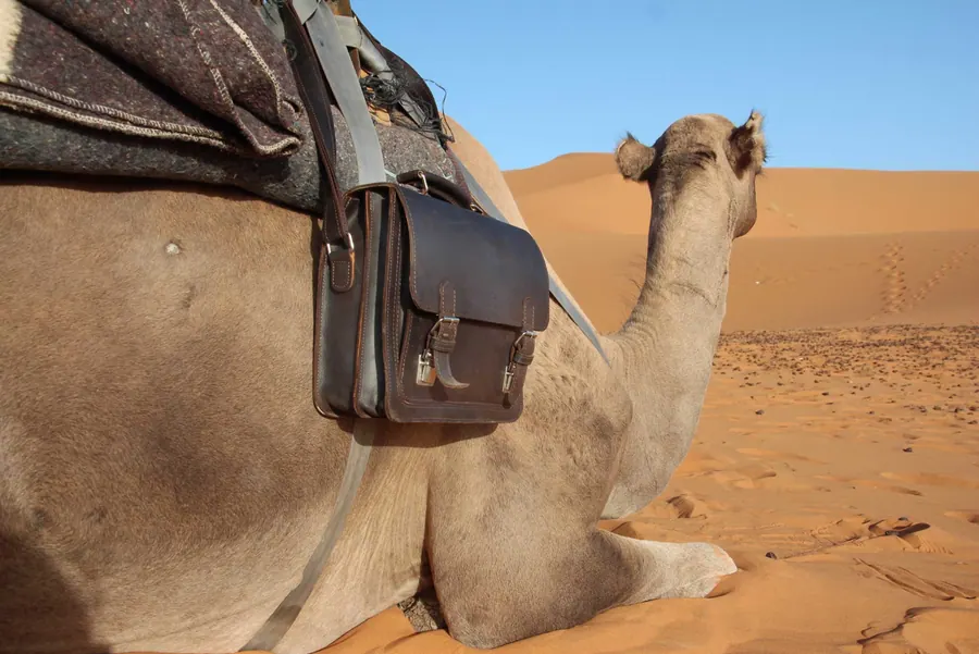 Grand Brown New Ciemny Camel — zdjęcie 15